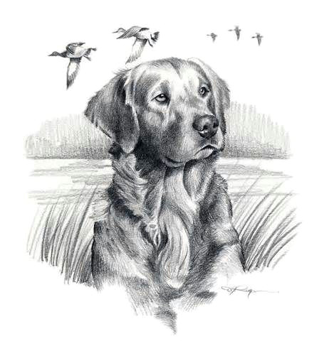 Drawing Golden Dog Golden Retriever Dog Art Print Signed by Artist Dj by K9artgallery