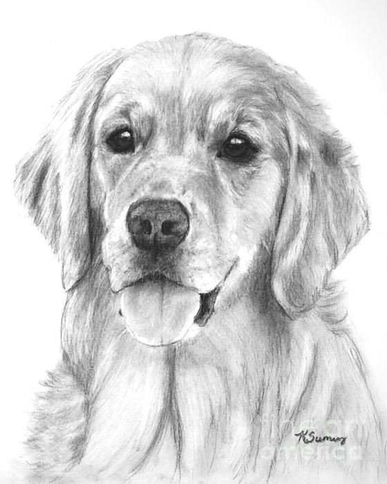 Drawing Golden Dog Golden Retriever Drawing Goldenretriever Love Wrapped In Fur