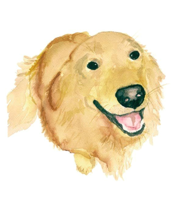 Drawing Golden Dog Golden Retriever Print From original Watercolor Pet Portrait Dog
