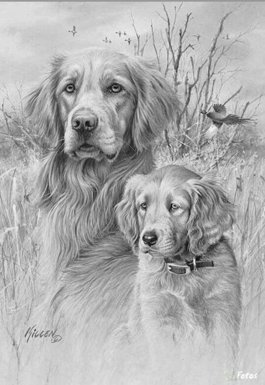 Drawing Golden Dog Pin Von Seblja Auf Kunst Pinterest Drawings Pencil Drawings Und