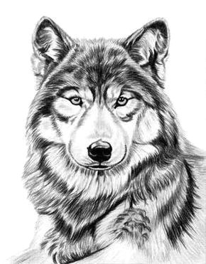 Drawing Gray Wolves Gray Wolf by Dave the Drawing Guy Love My Wolves Pinterest