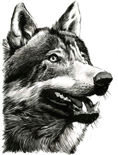 Drawing Grey Wolf 146 Best Drawing Aides Images Ideas for Drawing Manga Drawing