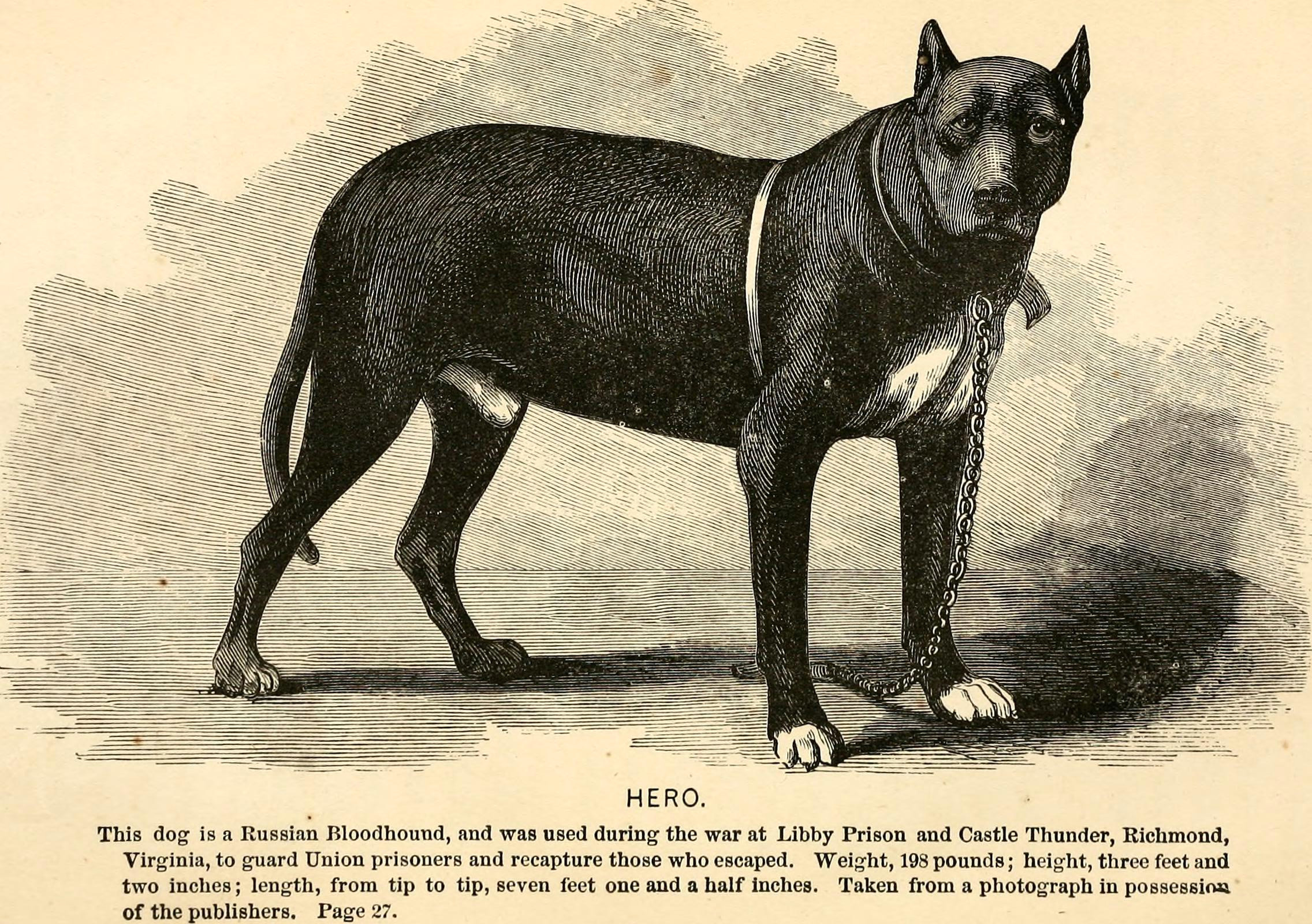 Drawing Guard Dog File the soldier S Story Of His Captivity at andersonville Belle