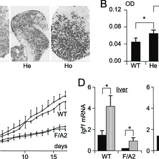 Drawing.h Gbdk Pdf Arginine Deficiency Causes Runting In the Suckling Period by