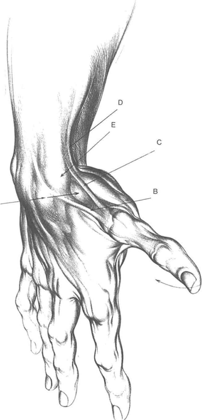 Drawing Hands 101 today S Drawing Class 101 Drawing Arms and Hands Anatomy Arm