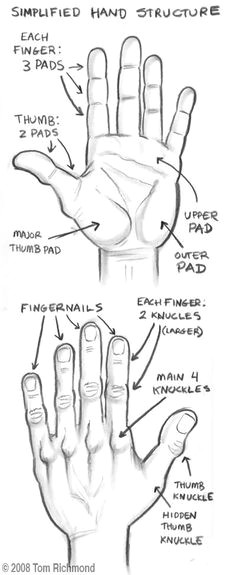 Drawing Hands Basics 115 Best How to Draw Hands Images In 2019 How to Draw Hands