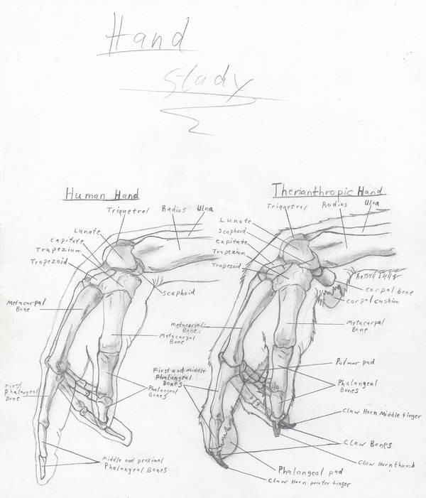 Drawing Hands Deviantart Wolf Anthro Hand Study by Russelltuller On Deviantart
