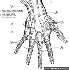 Drawing Hands In Steps 74 Best Drawing Hands and Feet Images Drawing Hands Hand Drawn