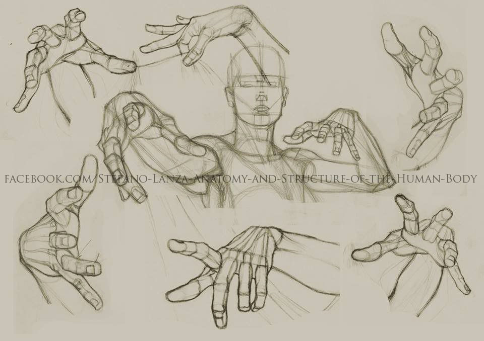 Drawing Hands Practice Stefano Lanza Anatomy and Structure Of the Human Body Stefanolanza