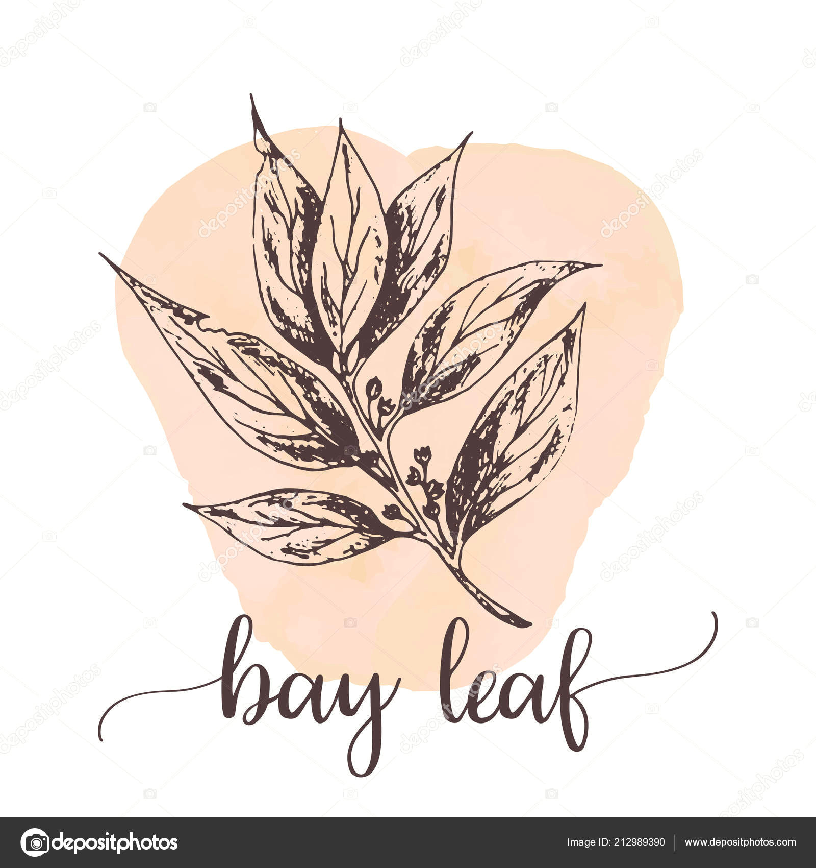 Drawing Hands Proko Bay Leaf Hand Drawn Ink Illustration Vector Design for Tags Cards