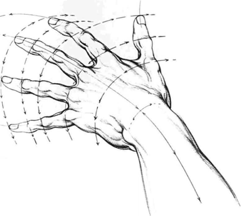 Drawing Hands Proportions Drawing Proportion by Burne Hogarth Author Of Dynamic Anatomy