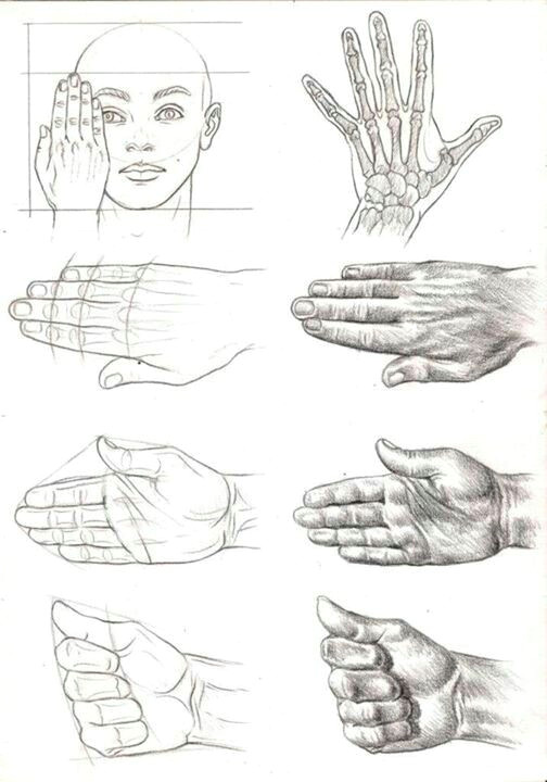 Drawing Hands Proportions Learning to Draw the Hand Drawing In 2019 Arte Dibujo Humano