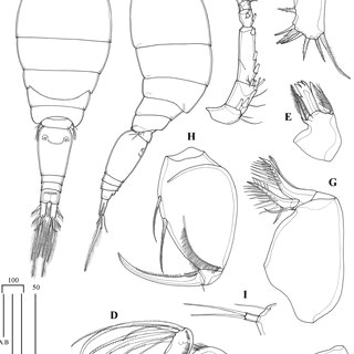 Drawing Hands sook Young Pdf Five Oncaea Species Copepoda Poecilostomatoida Oncaeidae