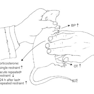 Drawing Hands sook Young Pdf Massage Like Stroking Of Rats