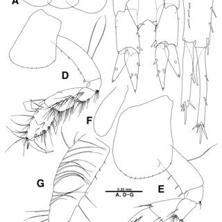 Drawing Hands sook Young Pdf Two New Species Of AmphiPods Crustacea AmphiPoda Photidae