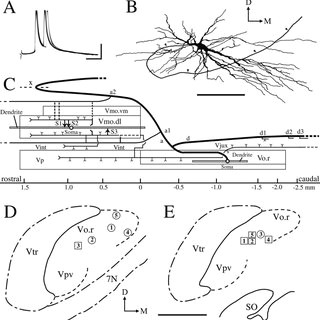 Drawing Hands sook Young Physiology and Morphology Of A Labeled Neuron Cl3 In the