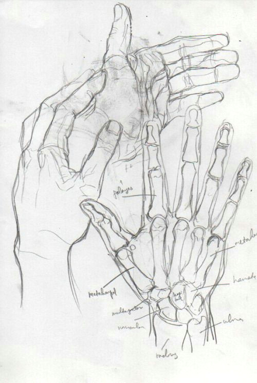 Drawing Hands Study the Leading tone Dessin Pinterest Leading tone