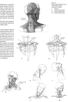Drawing Hands Victor Perard Pdf 21 Best Sculpture Human Proportions Images Anatomy Drawing
