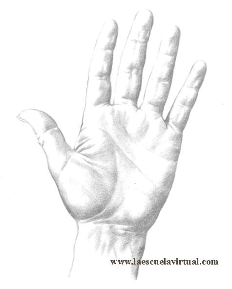 Drawing Hands with Shapes Como Dibujar Manos En Diferentes Posiciones Su forma Y Anatomia T