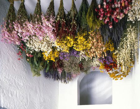 Drawing Hanging Flowers Tips for Harvesting Drying and Storing Flowers