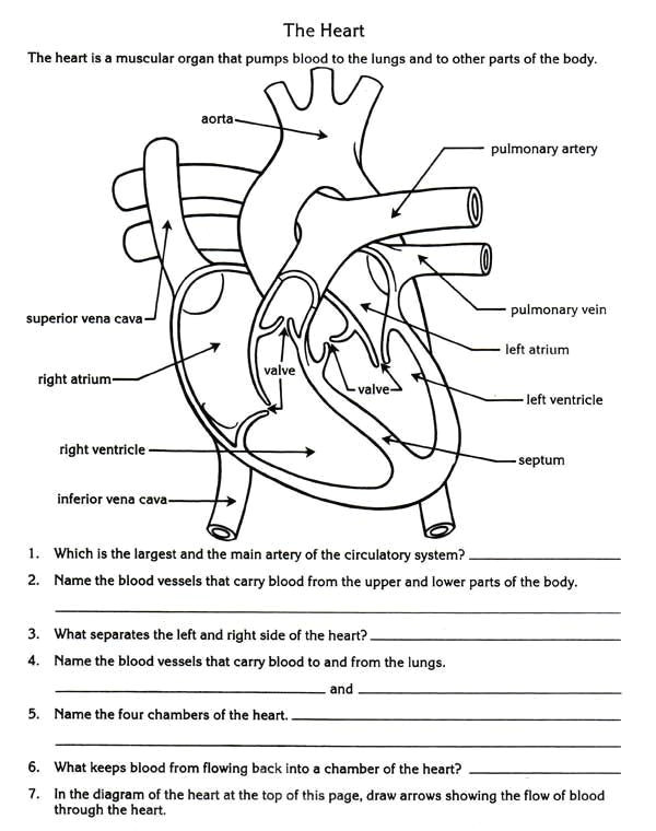 Drawing Heart with Blood Heart Anatomy Worksheet Awesome Heart Label Nutrition Label