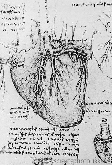 Drawing Heart with Blood Heart and Coronary Arteries Leonardo Davinci Art Science