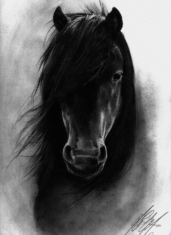 Drawing Horse Eye 40 Realistic Animal Pencil Drawings Horses Horse Drawings Horse