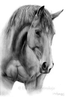 Drawing Horse Eye 78 Best Drawings Of Horses Images In 2019 Drawings Of Horses