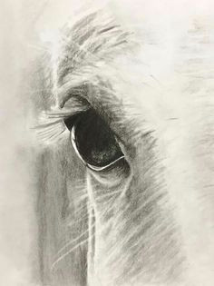 Drawing Horse Eye Horse Drawings Horses Drawings Drawings Horses Charcoal Drawings