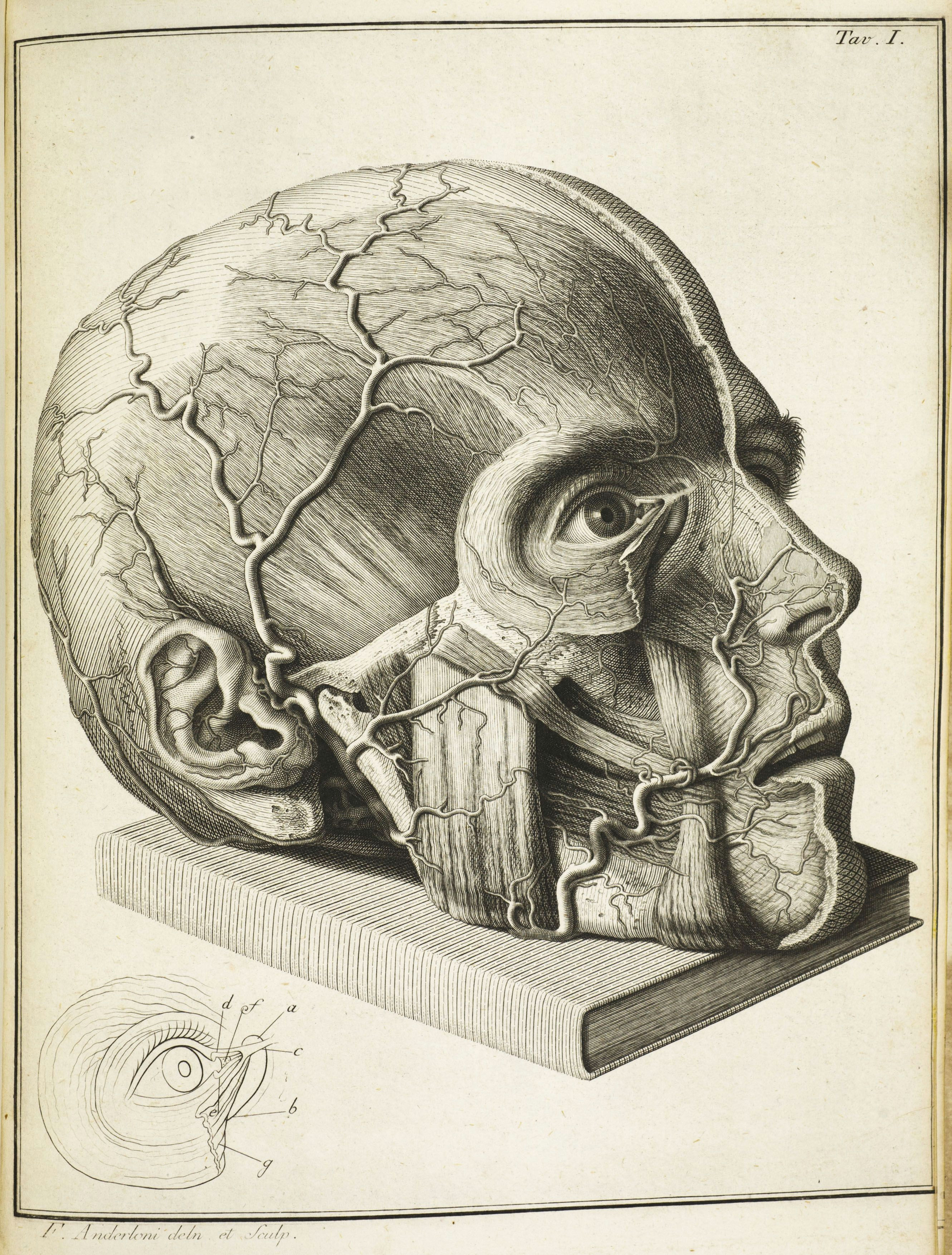 Drawing Human Skull Anatomy 16th Century Drawings Of Disease are as Fascinating as they are