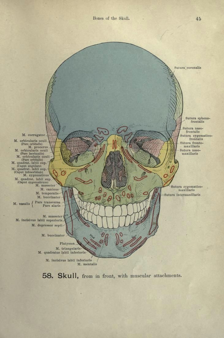 Drawing Human Skull Anatomy 58 Skull From In Front with Muscular attachments Hand atlas Of