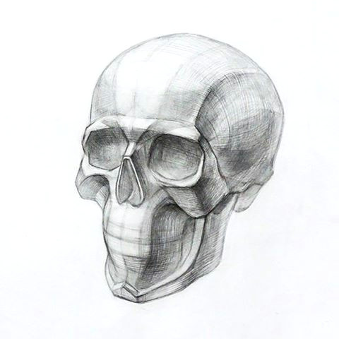 Drawing Human Skull Anatomy D D N N D D Do N Dµn Dµd D N D N N D D Do N Dµn Dµd N D D N N Dµn N D D N N D D D D D Do