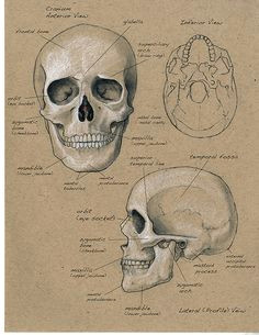 Drawing Human Skull Anatomy Pin by D D N D N D D D N D N D On D D D N Anatomy Drawings Anatomy Drawing