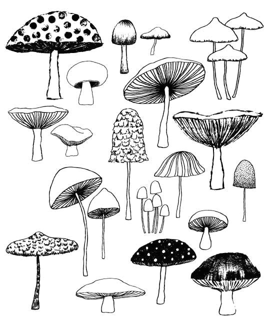 Drawing Ideas About Nature Mushrooms Limited Edition Giclee Print Drawing Ideas Lessons