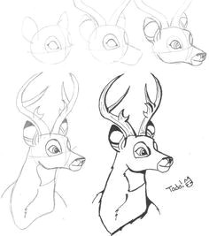 Drawing Ideas Animals Step by Step 150 Best Deer Drawing Images Elephant Illustration Elephant