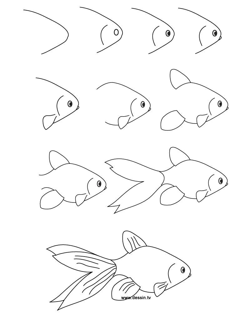 Drawing Ideas Animals Step by Step How to Draw A Fish Step by Step Mesothelial Cells S Drawing