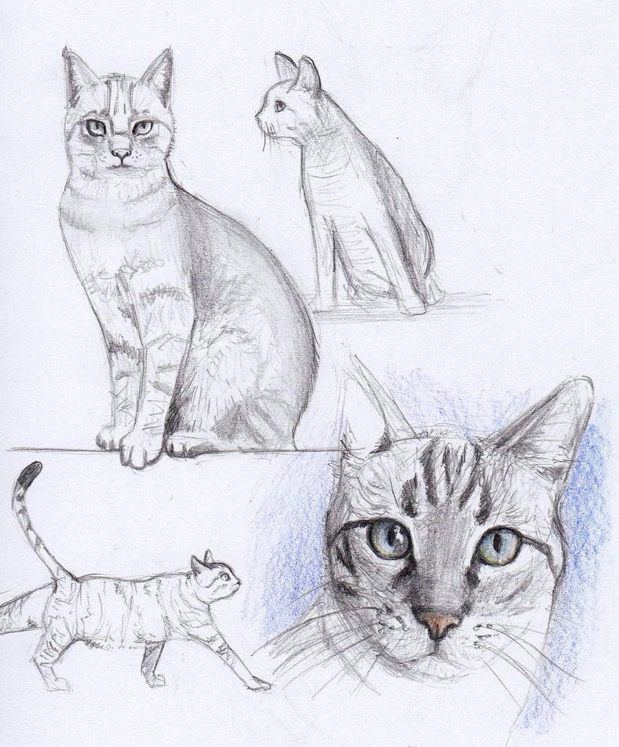 Drawing Ideas Cats Cat Drawing Acrylic Painting Ideas Pinterest Arte Ca Mo