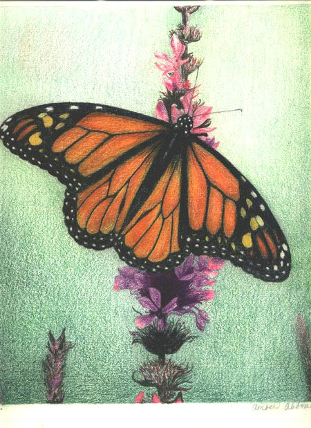 Drawing Ideas Colourful Monarch butterfly Colored Pencil On Drawing Paper by Amber D