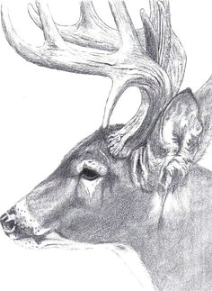 Drawing Ideas Deer 199 Best Deer Sketches Images Deer Sketch Deer Drawing