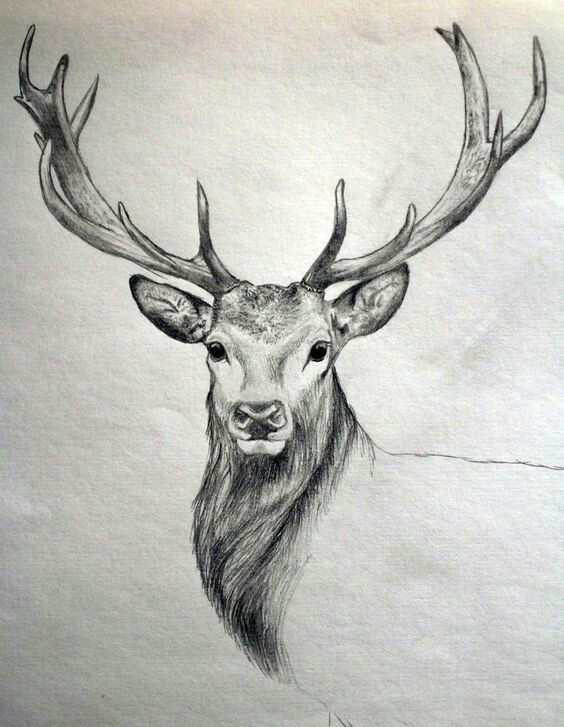 Drawing Ideas Deer Pin by Carin Moulton On Drawing Drawings Animal Drawings Deer