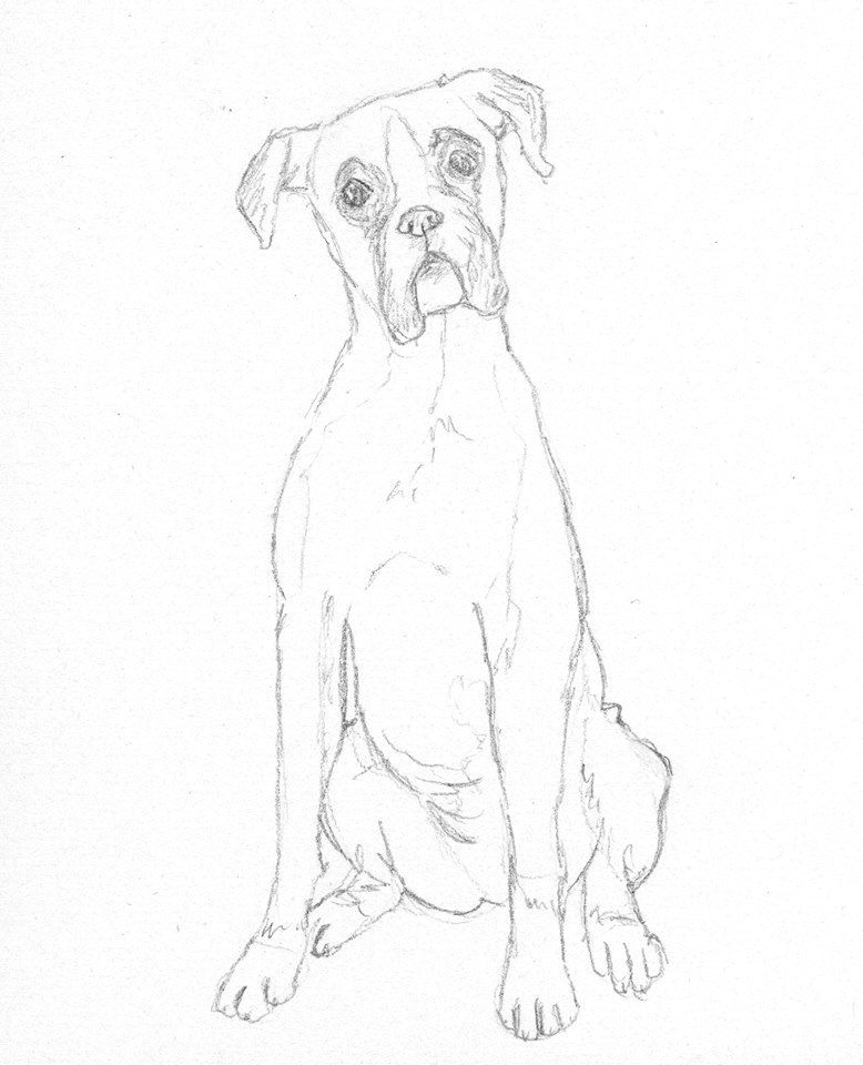 Drawing Ideas for Dogs Boxer Dog Sketch by Battlekat S Boutique Art In 2019 Sketches