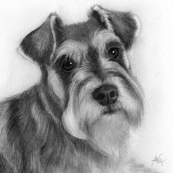 Drawing Ideas for Dogs Drawing Ideas Dog by Crisc Schnauzers Pinterest Drawings