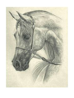 Drawing Ideas Horses 461 Best Horse Drawings Images Drawings Of Horses Horse Drawings
