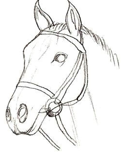 Drawing Ideas Horses How to Draw A Horse Head Draw Art In 2019 Drawings Horse