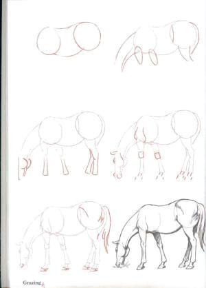Drawing Ideas Horses How to Draw Horses Horse Heaven by Constance Drawing