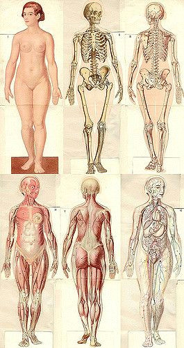 Drawing Ideas Human Body Anatomical1937 Jpg Pinterest Anatomy Human Anatomy and Drawing