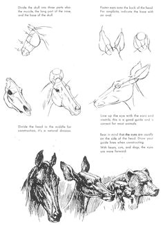 Drawing Ideas Mark Baskinger Pdf 134 Best Book the Art Of Animal Drawing Images Animal Drawings