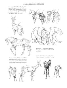 Drawing Ideas Mark Baskinger Pdf 134 Best Book the Art Of Animal Drawing Images Animal Drawings