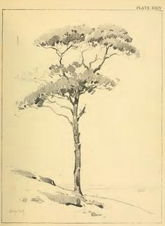 Drawing Ideas Of Trees 156 Best Drawing Trees Images In 2019 Drawing Trees Tree Drawings