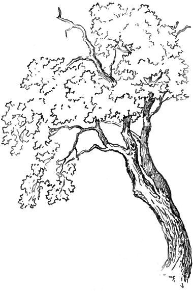 Drawing Ideas Of Trees How to Draw Trees and Oak Trees with Simple Steps Tutorial Draw